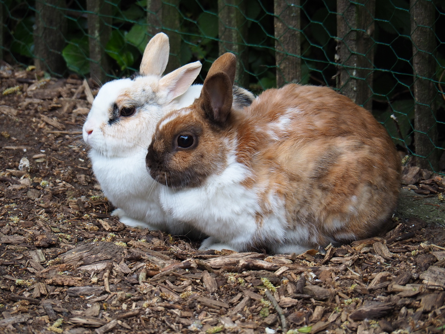 Domestic dwarf rabbits (Oryctolagus cuniculus), 2019-05-25