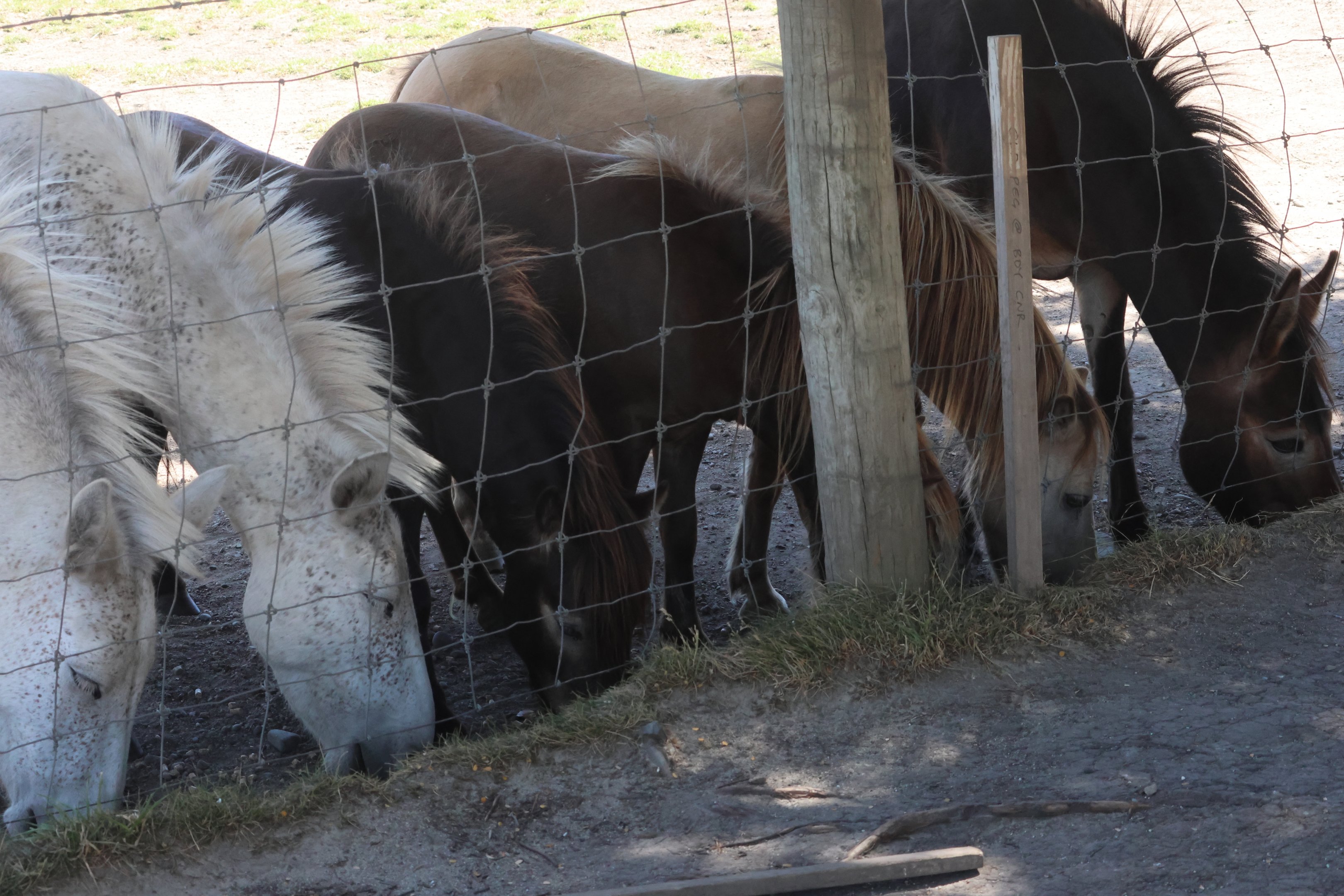 Domestic equines (Equus sp.), Deer Park Heights (Queenstown)