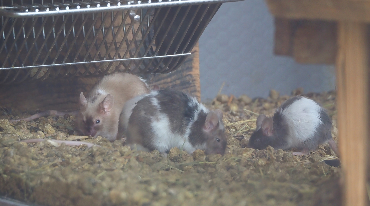 Domestic fancy mice (Mus musculus), 2024-04-14