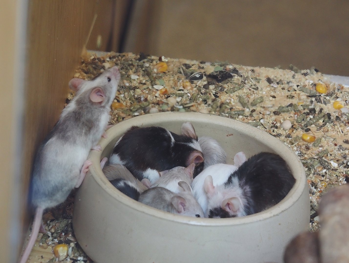 Domestic fancy mice (Mus musculus domesticus), 2025-05-22