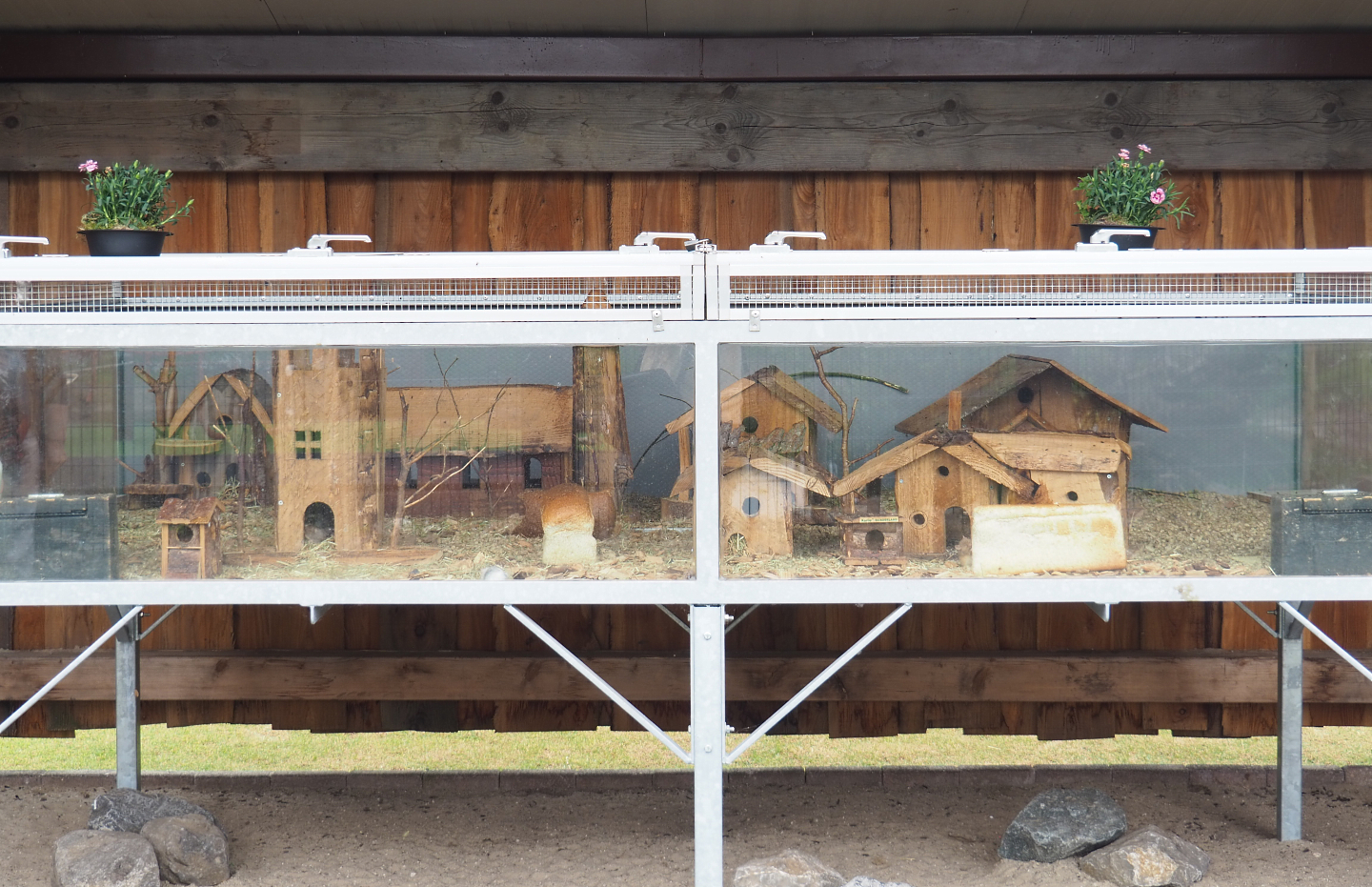 Domestic fancy mouse exhibit, 2022-05-17