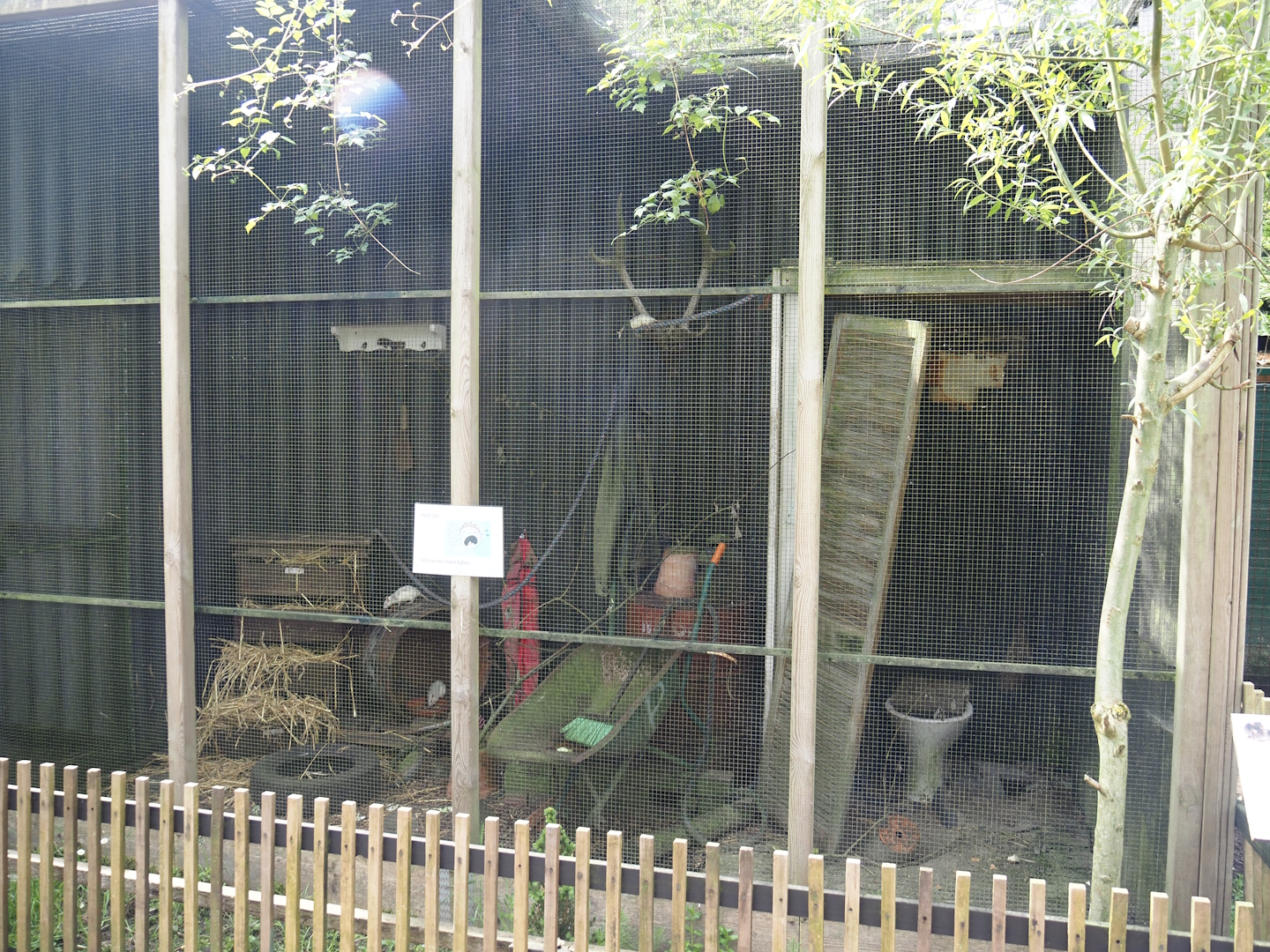 Domestic fancy rat exhibit, 2024-05-11