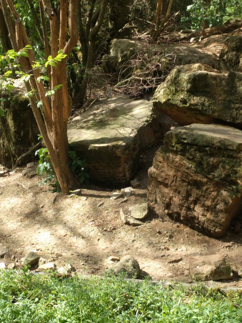 Domestic Ferret and North American racoon Enclosure