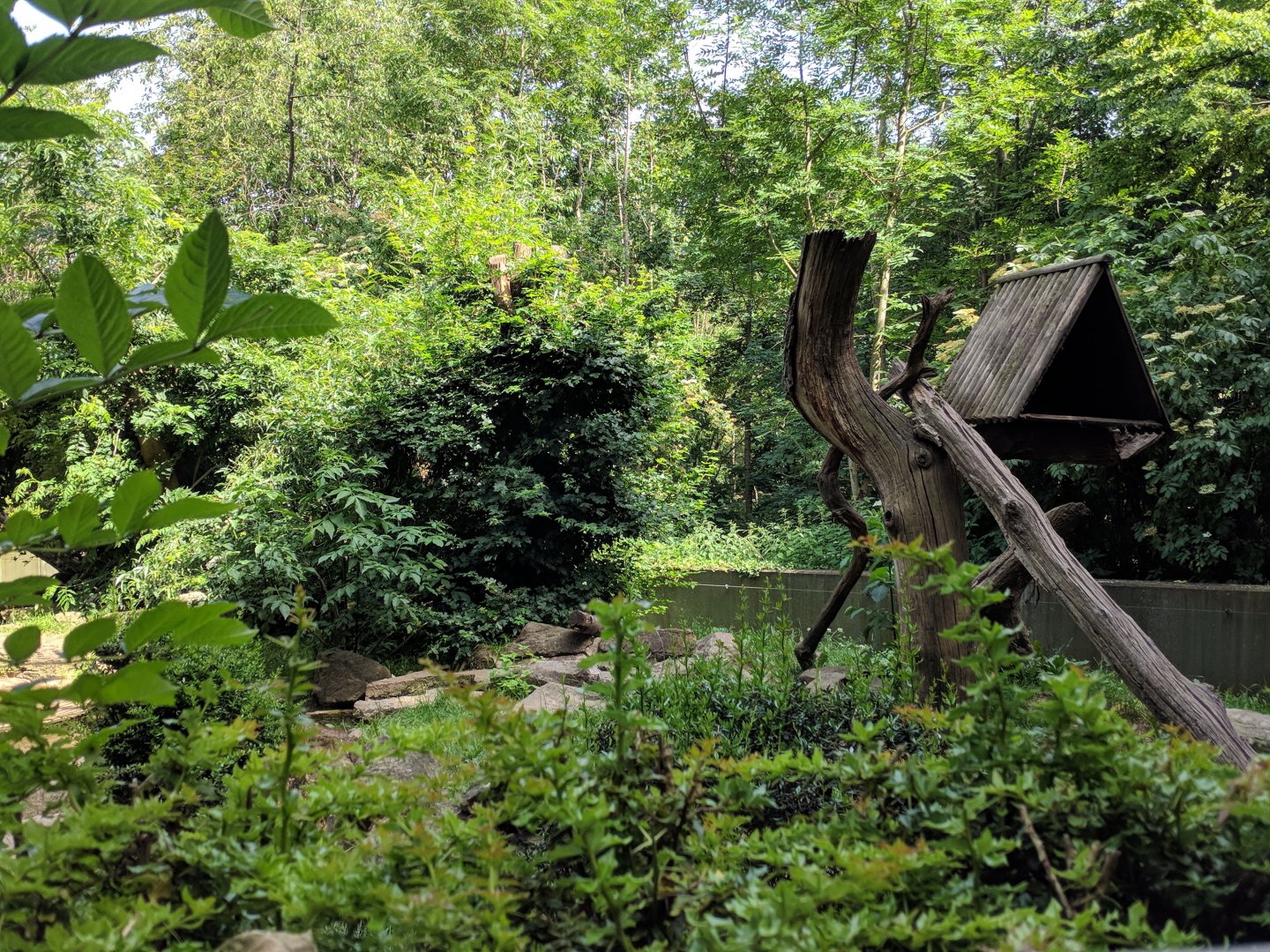 Domestic Ferret and North American Racoon Enclosure
