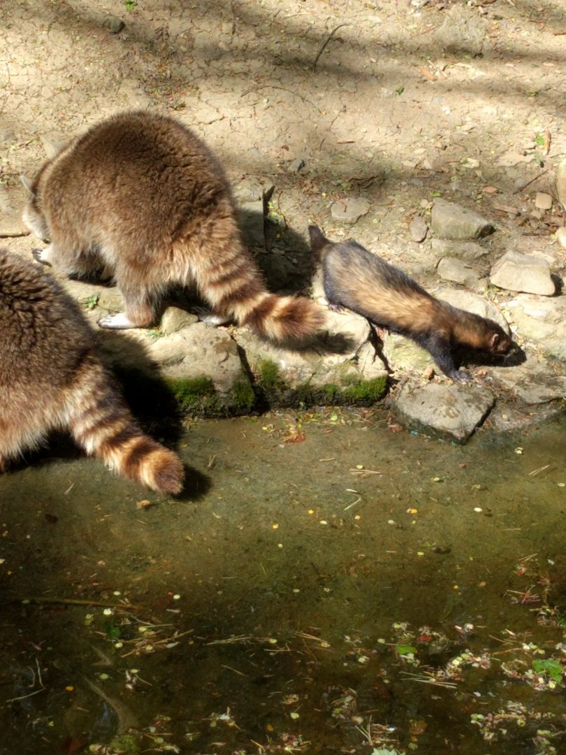Domestic Ferret and North American racoon