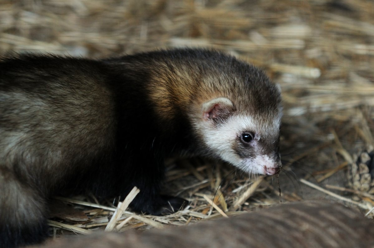 Domestic ferret at Rissen.