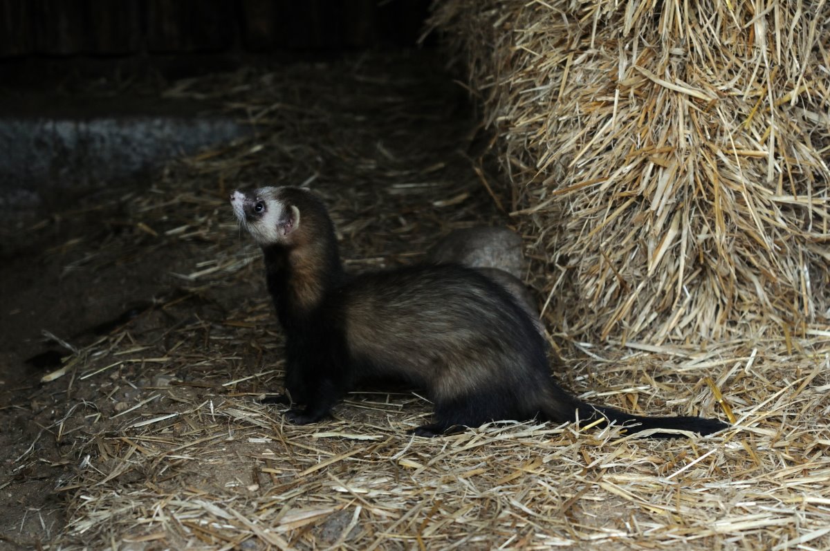 Domestic ferret at Rissen.