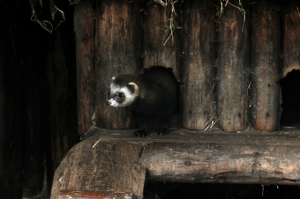 Domestic ferret at Rissen.