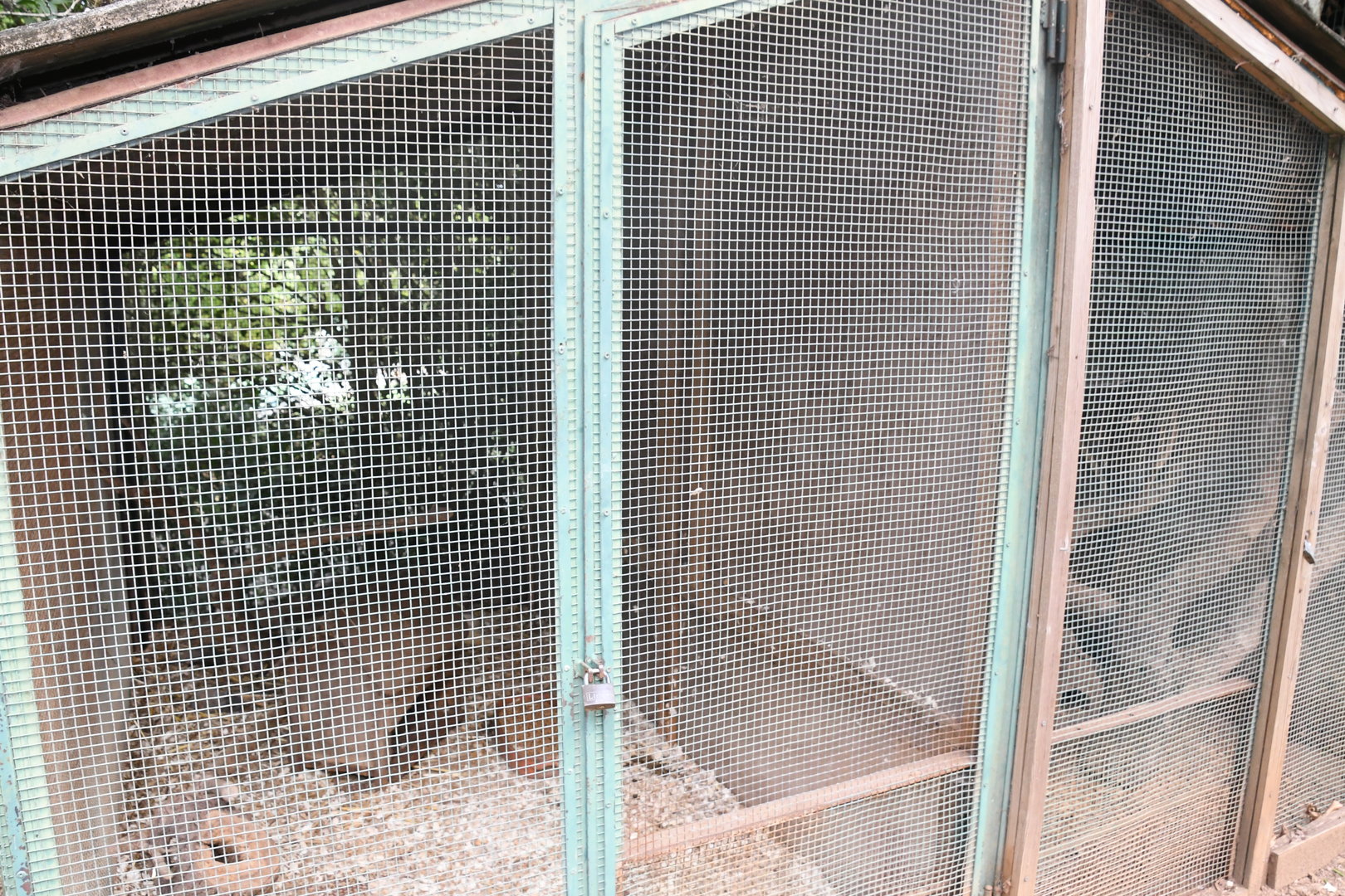 Domestic Ferret cage