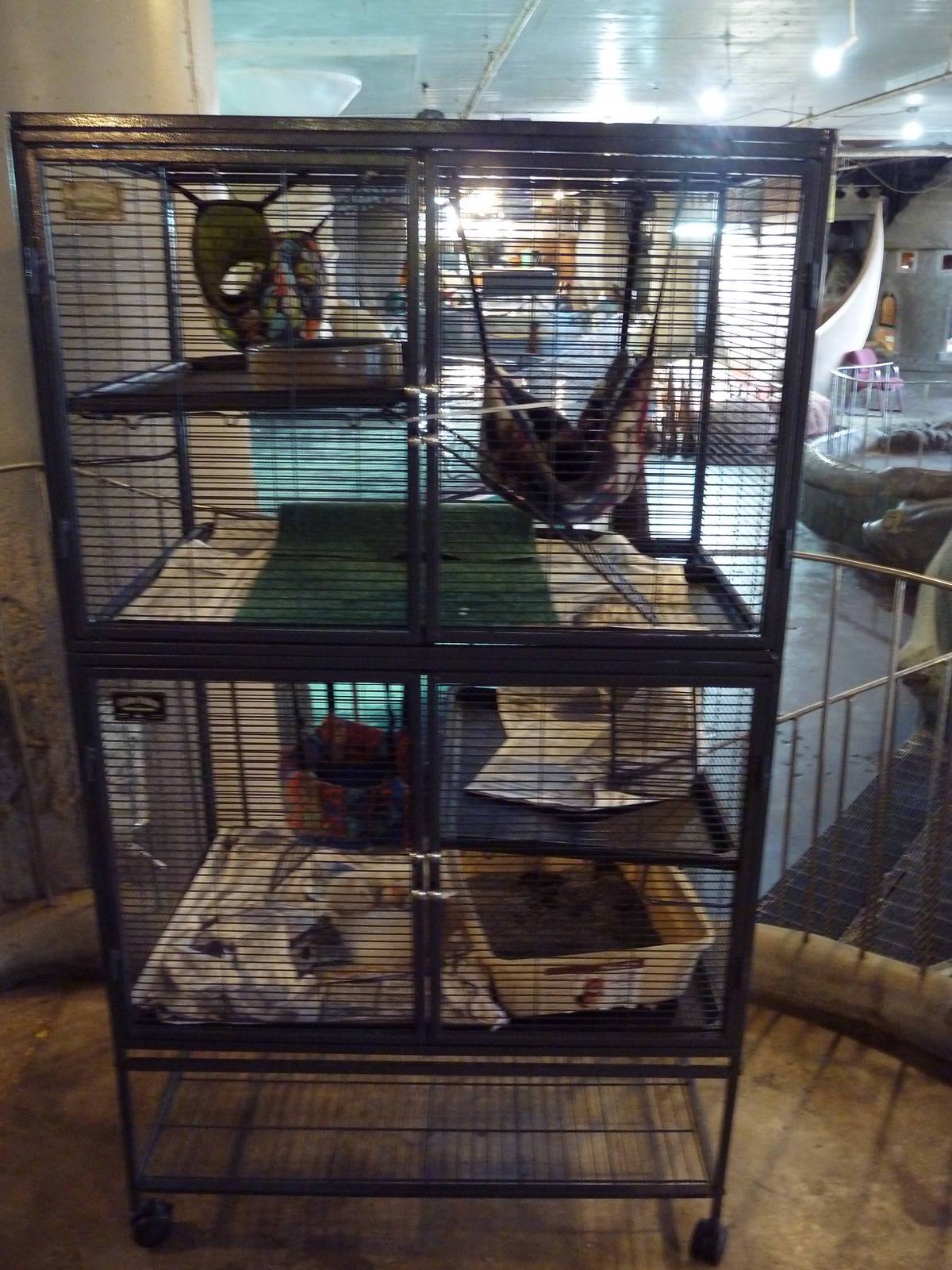 Domestic Ferret Cages