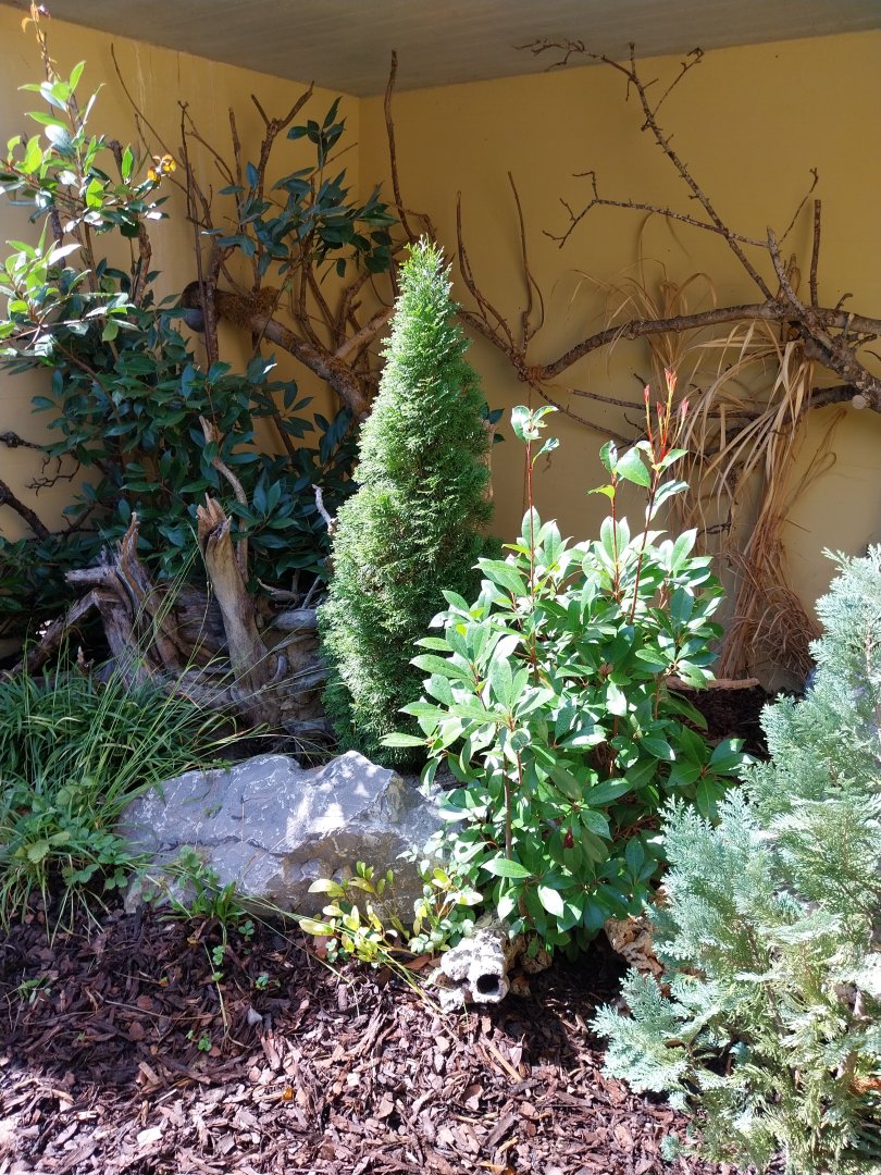 Domestic ferret enclosure