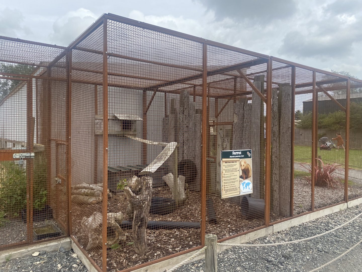 Domestic ferret exhibit 040824