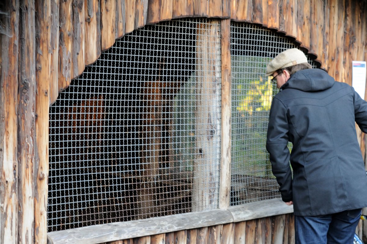 Domestic ferret exhibit at Rissen.