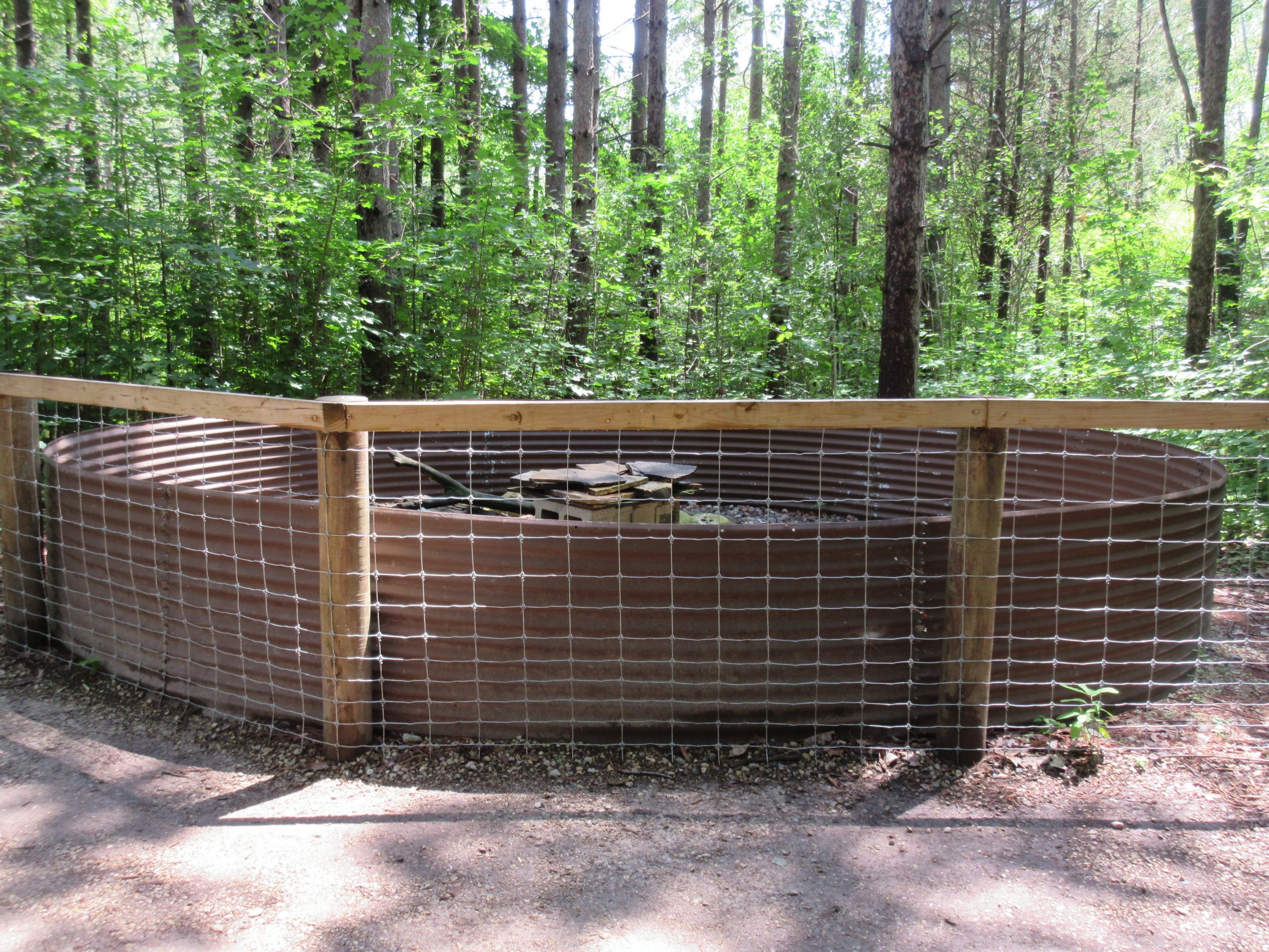 Domestic Ferret Exhibit