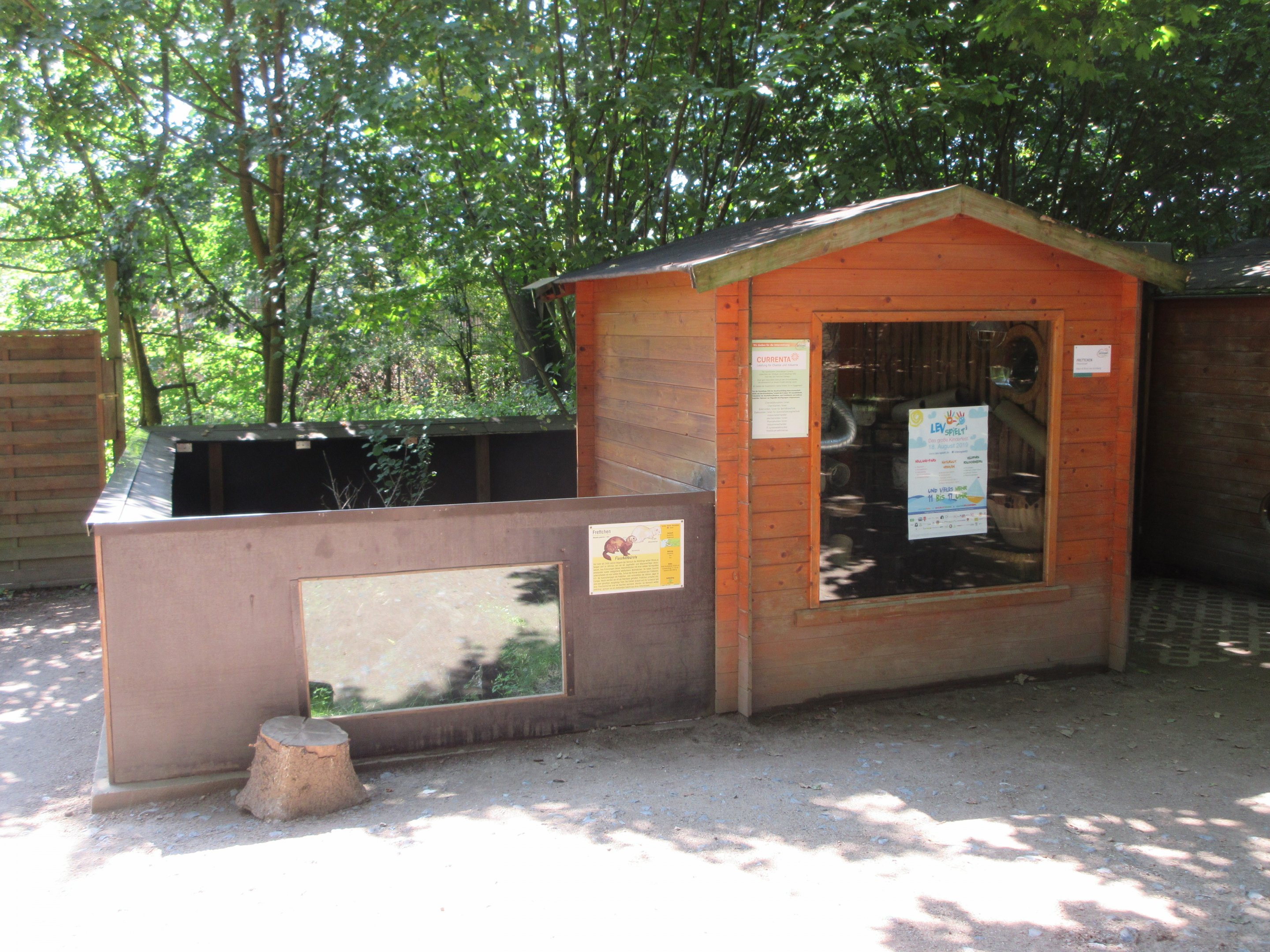 Domestic Ferret Exhibit