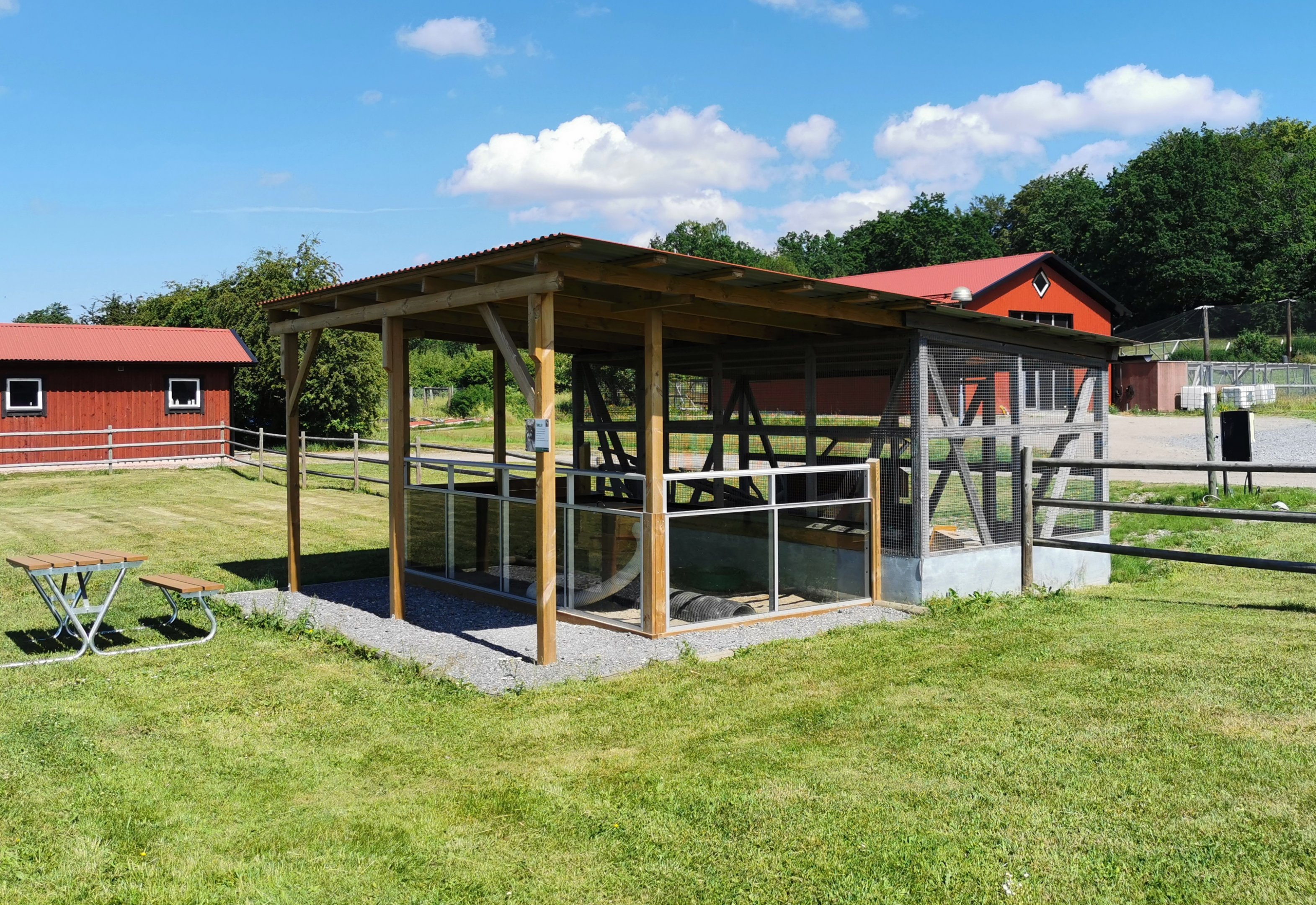 Domestic ferret exhibit