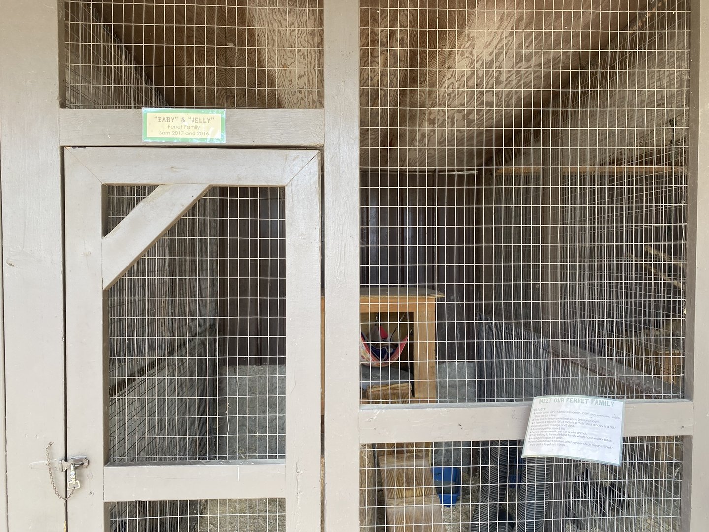 Domestic Ferret Exhibit