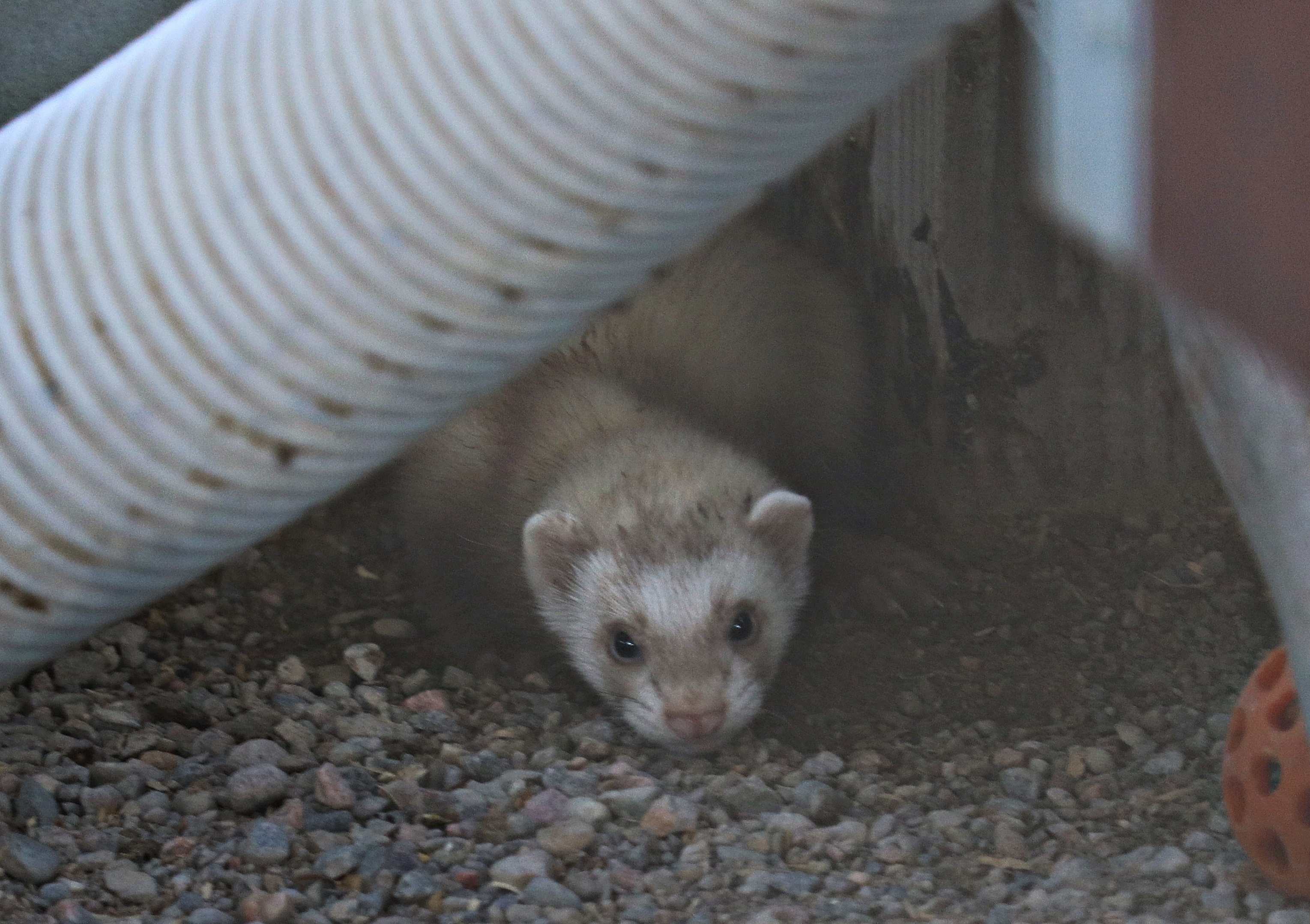 Domestic ferret (Mustela putorius f. furo)