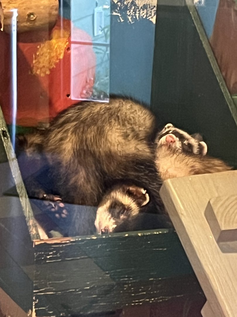 Domestic Ferrets