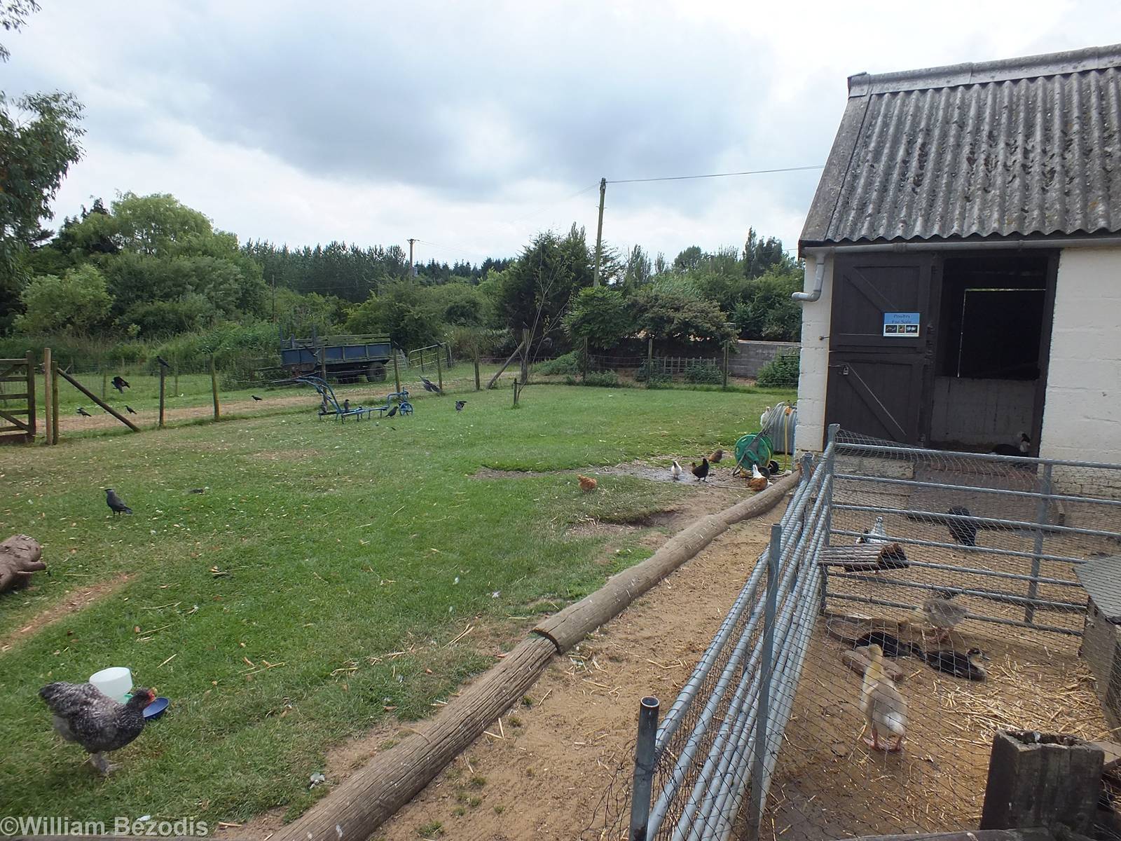 Domestic Fowl area in Jenny Wren Farm