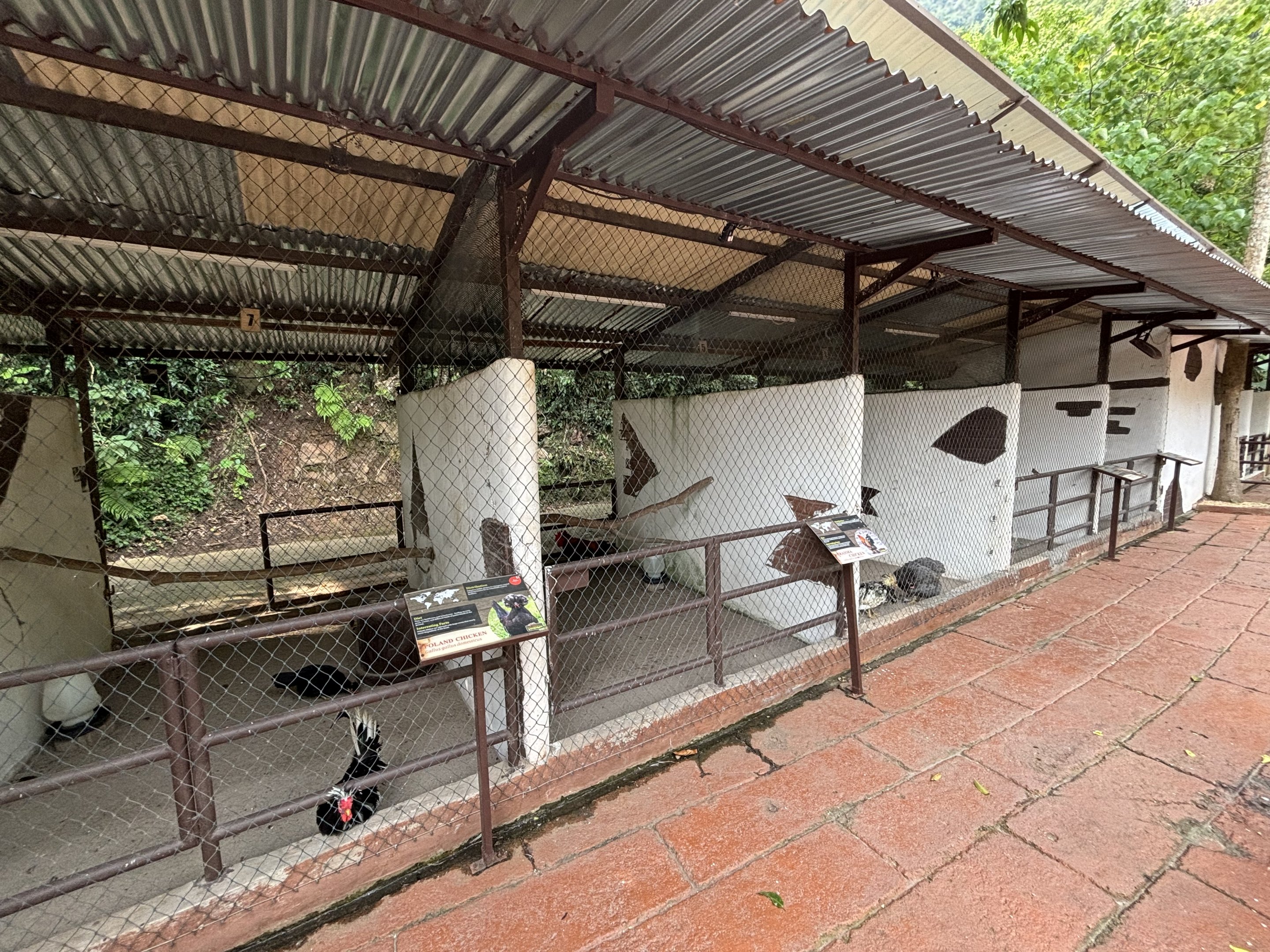 Domestic Fowl Area - Lost World of Tambun