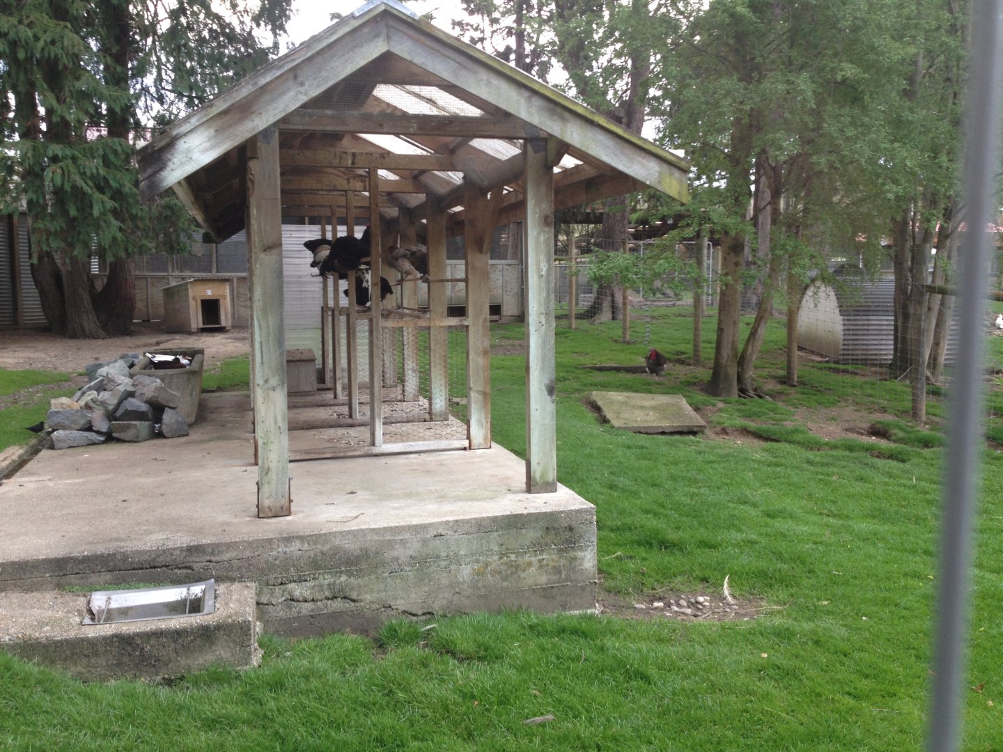 Domestic Fowl enclosure