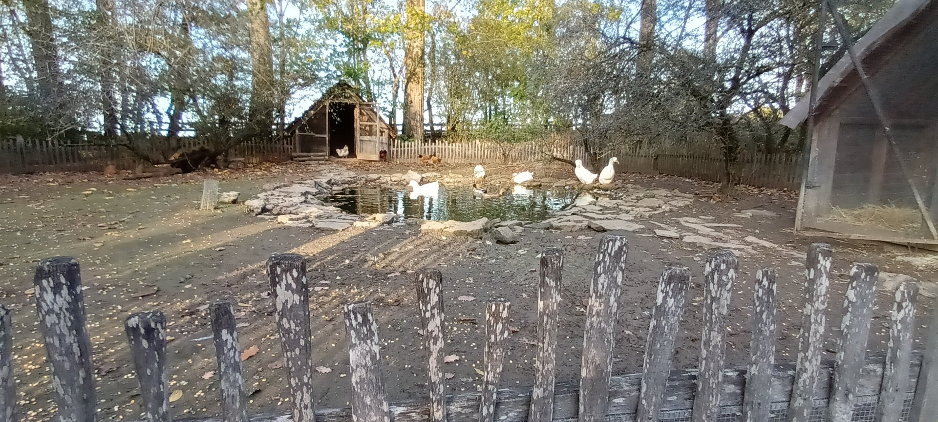 Domestic Fowl Enclosure