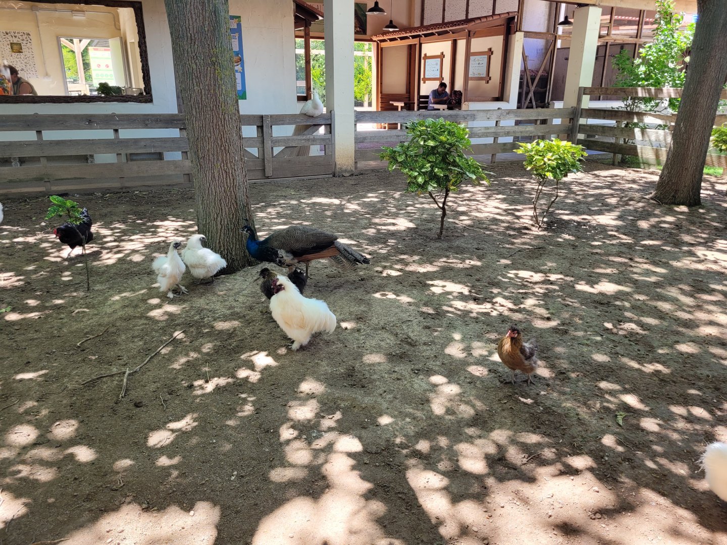 Domestic fowl exhibit -Sendaviva (2024)