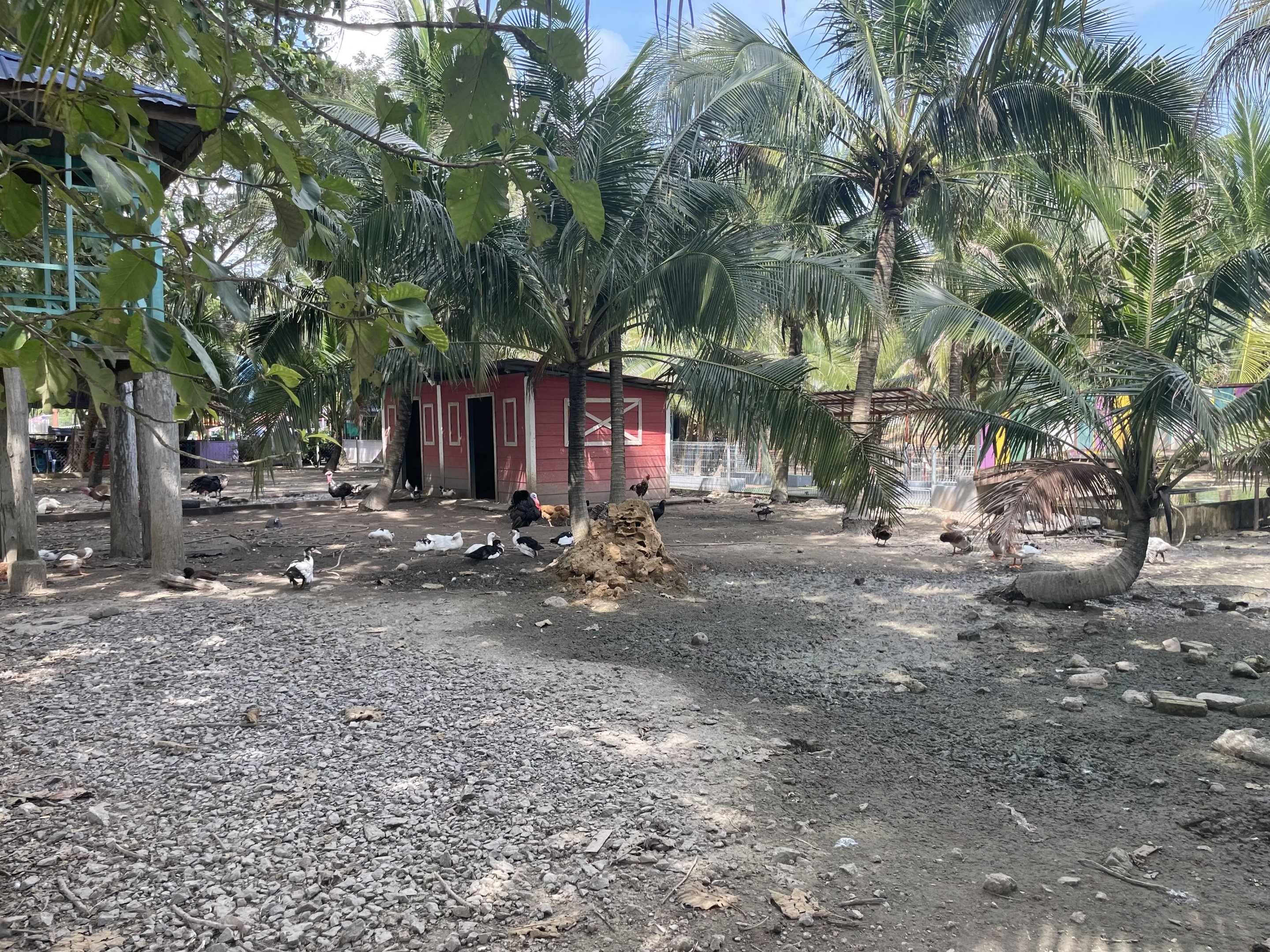 Domestic Fowl Exhibit