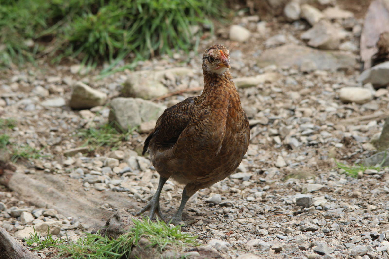 Domestic Fowl, Staglands