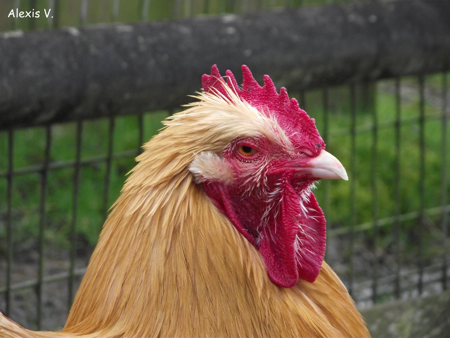 Domestic Fowl - Zooparc de Beauval - 02/2015