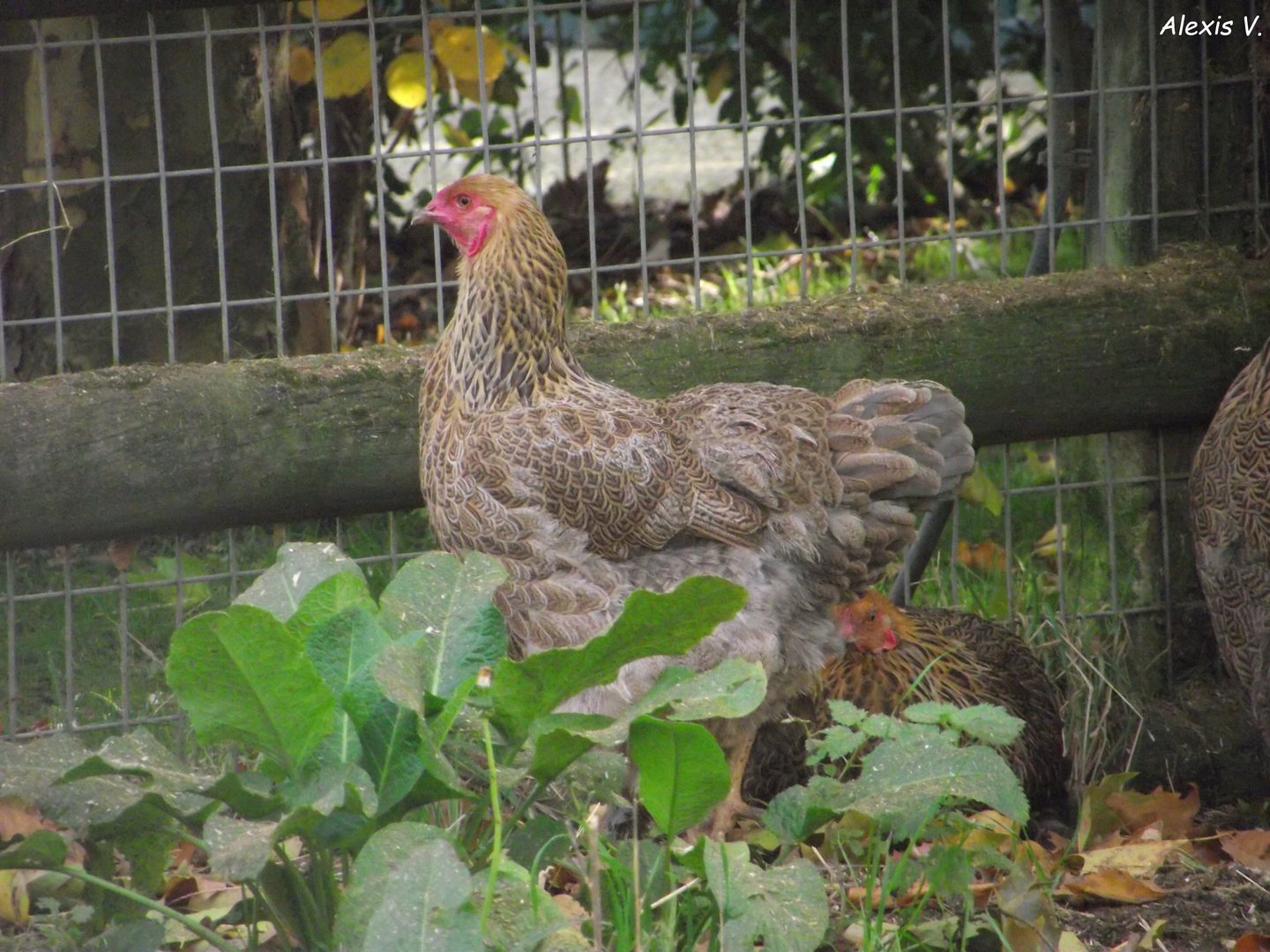 Domestic Fowl - Zooparc de Beauval - 08/2022