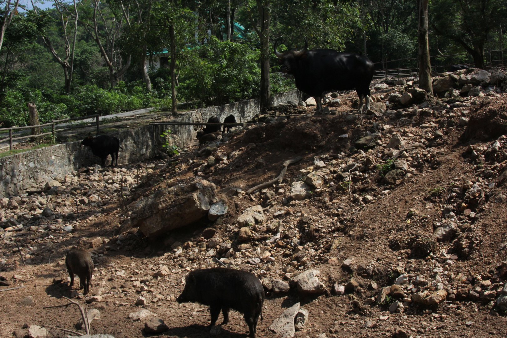 Domestic gayal (Bos frontalis frontalis) exhibit with wild boar