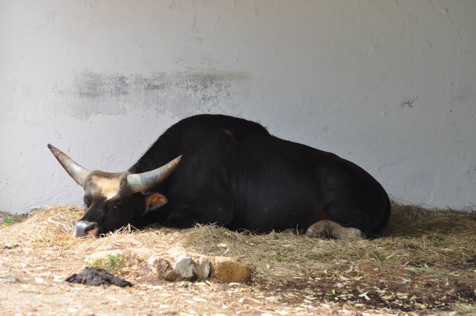 Domestic gayal/ Bos frontalis frontalis