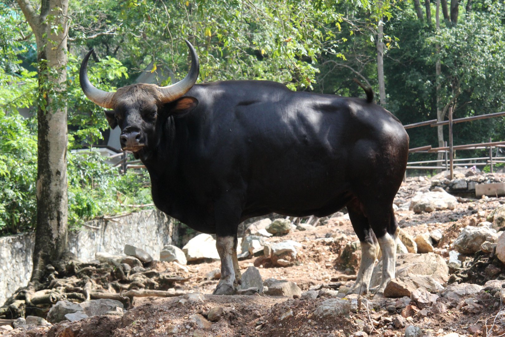 Domestic gayal (Bos frontalis frontalis)