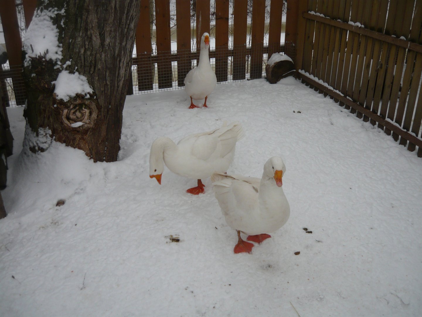Domestic geese in Petting zoo