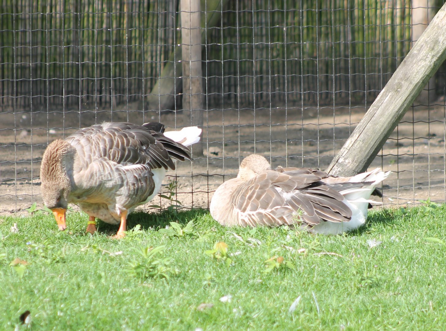 Domestic geese