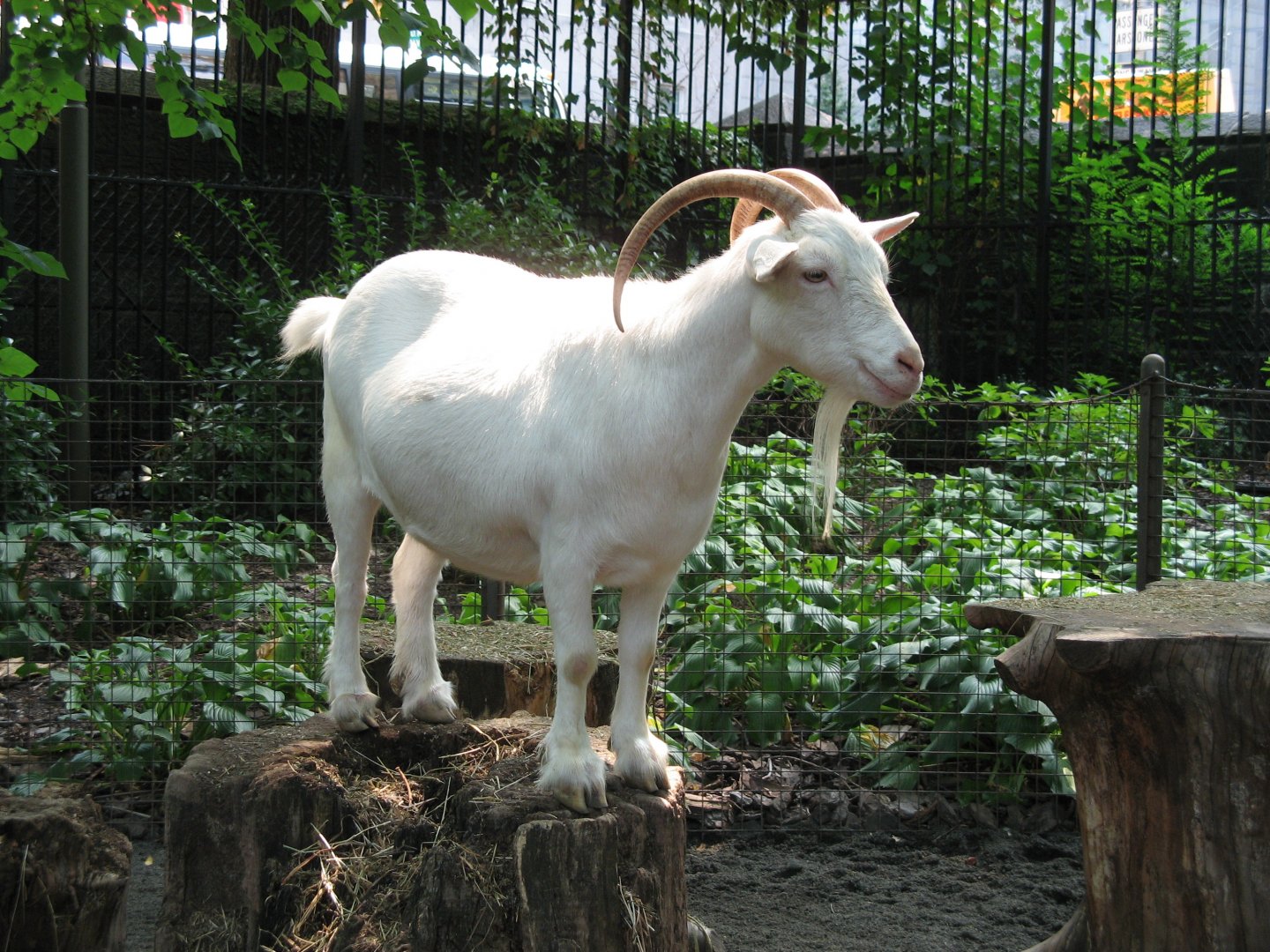 Domestic Goat (2008)
