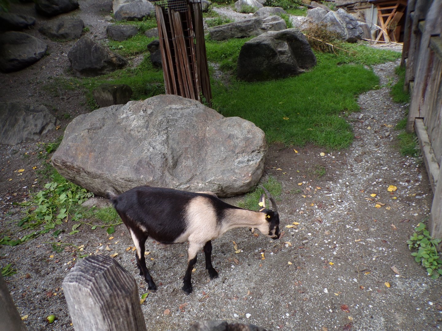 Domestic goat 9.7.25