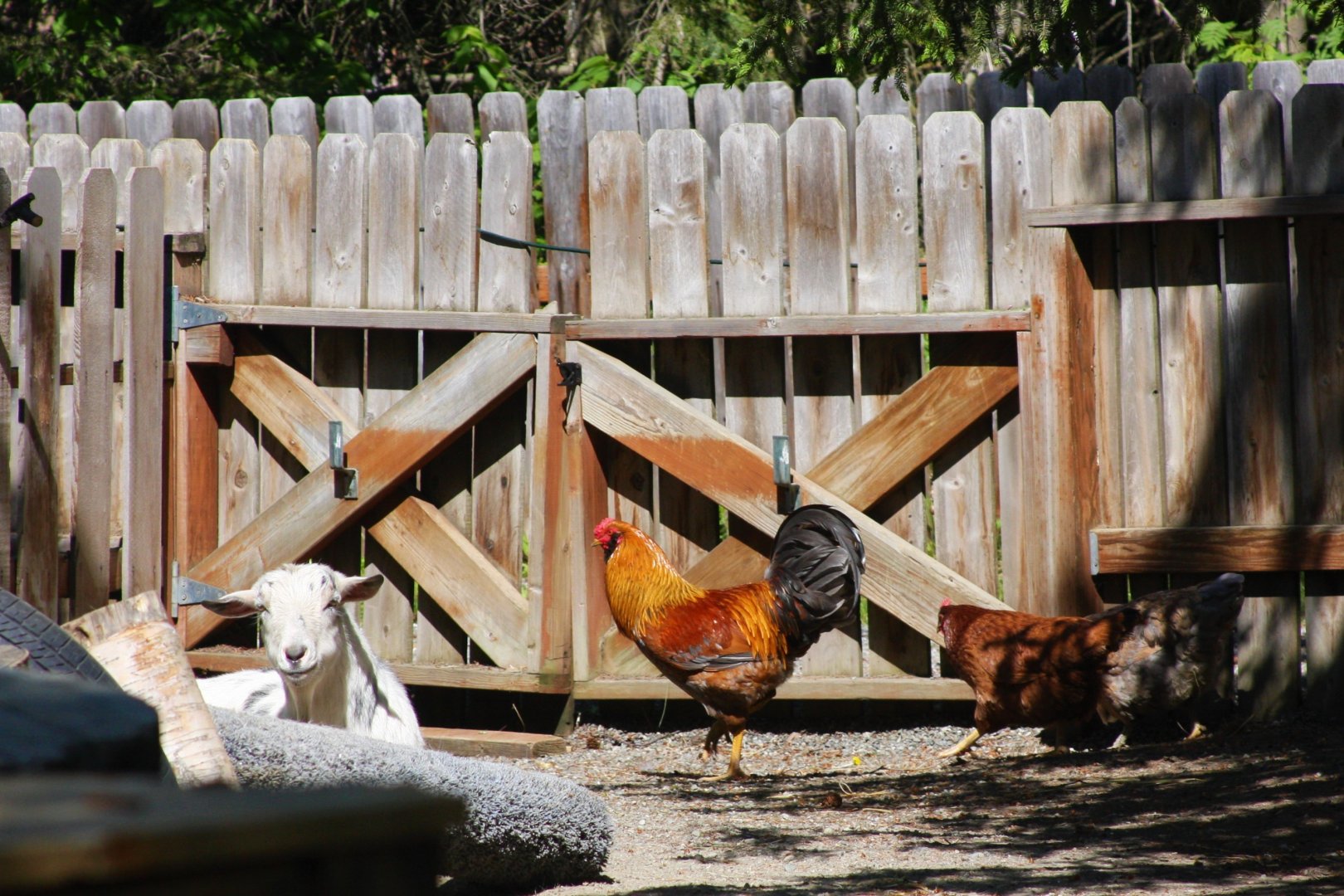 Domestic Goat and Domestic Chickens