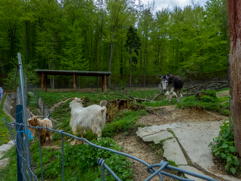 Domestic Goat and domestic donkey