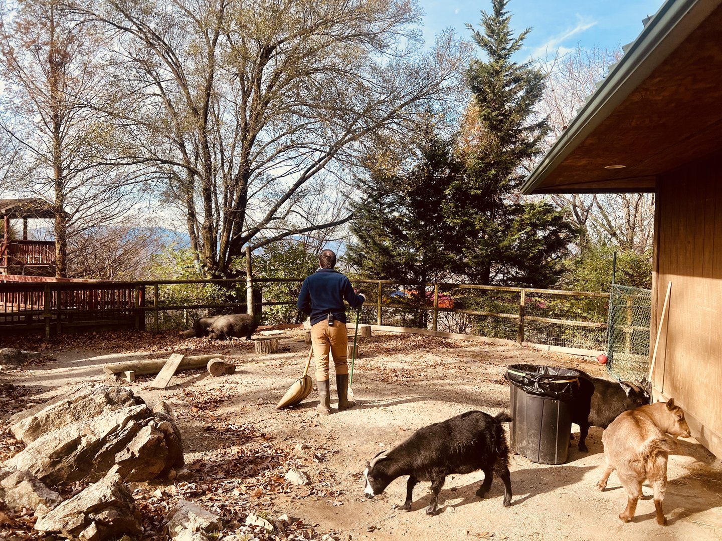Domestic Goat and Domestic Hog Yard