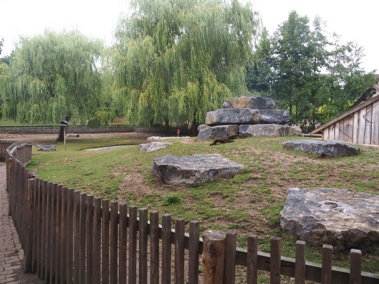 Domestic goat and Domestic miniature donkey paddock, 2022-08-20