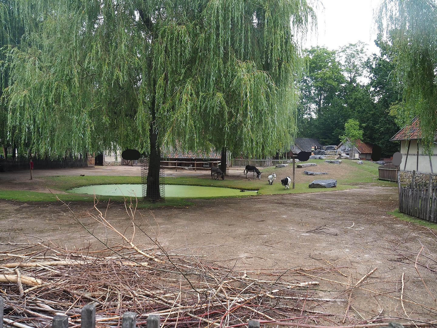 Domestic goat and Domestic miniature donkey paddock, 2022-08-20