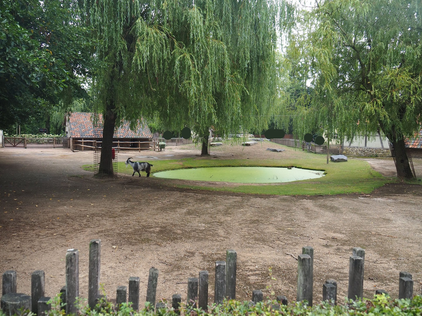 Domestic goat and Domestic miniature donkey paddock, 2022-08-20