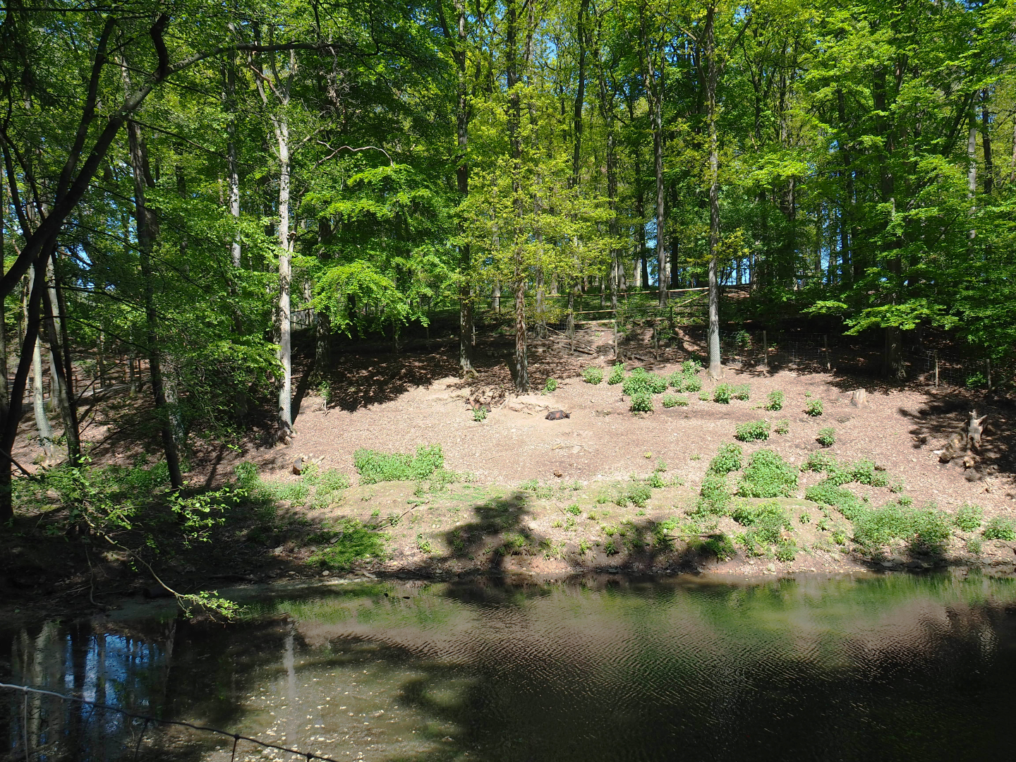 Domestic goat and Domestic Muscovy duck exhibit, 2021-05-29