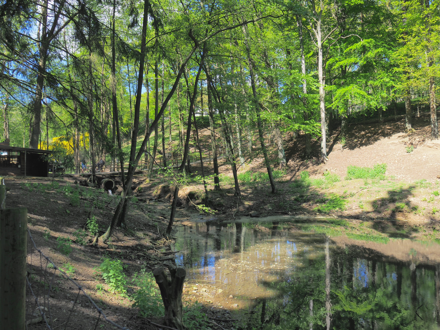 Domestic goat and Domestic Muscovy duck exhibit, 2021-05-29