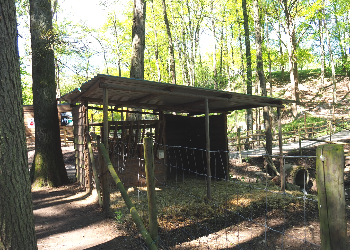 Domestic goat and Domestic Muscovy duck shelter, 2021-05-29
