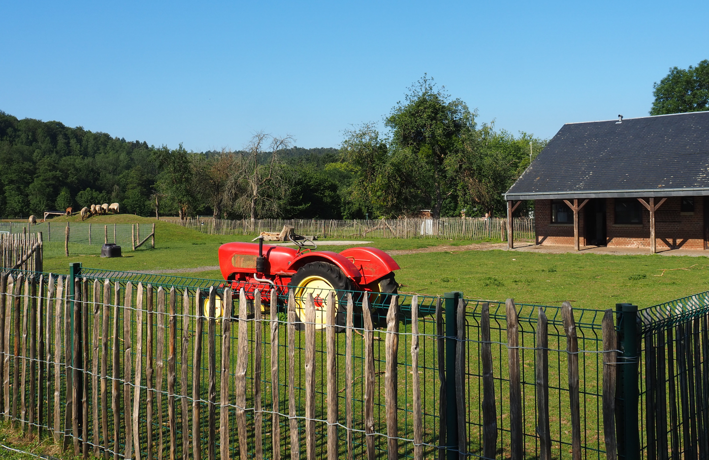 Domestic goat and domestic sheep paddock, 2020-07-12