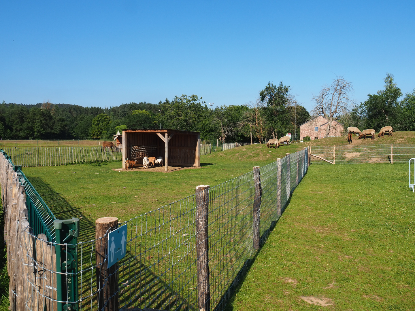 Domestic goat and domestic sheep paddock, 2020-07-12